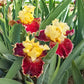 Risk Taker Bearded Iris