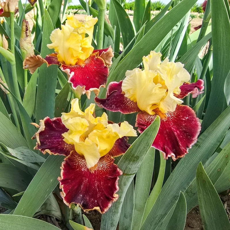 Risk Taker Bearded Iris