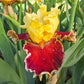 Risk Taker Bearded Iris