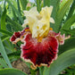 Risk Taker Bearded Iris