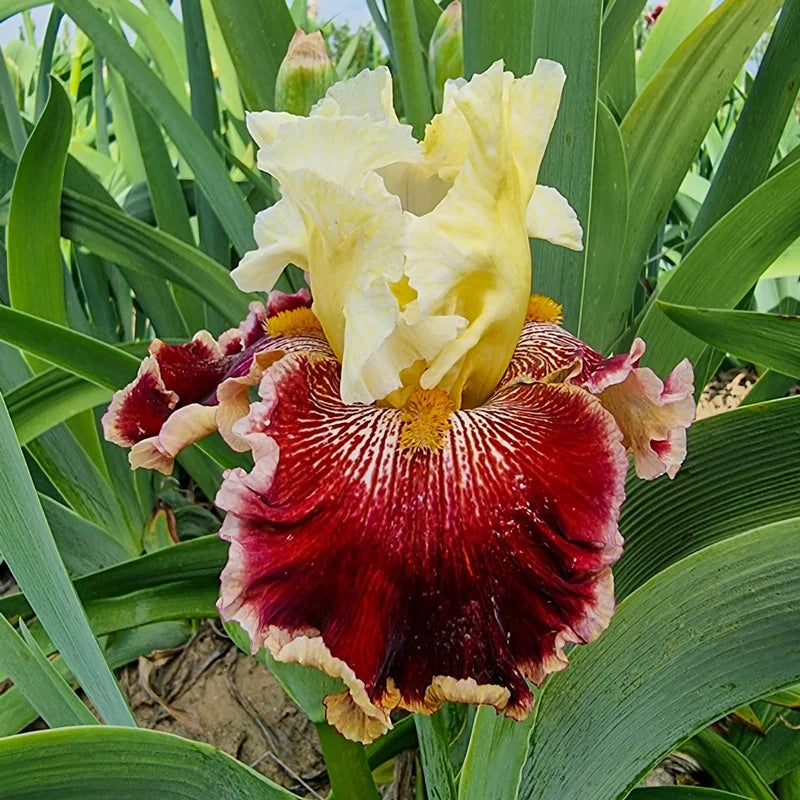 Risk Taker Bearded Iris