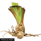 Definition Reblooming Bearded Iris