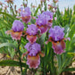 Blue Ignition Bearded Iris