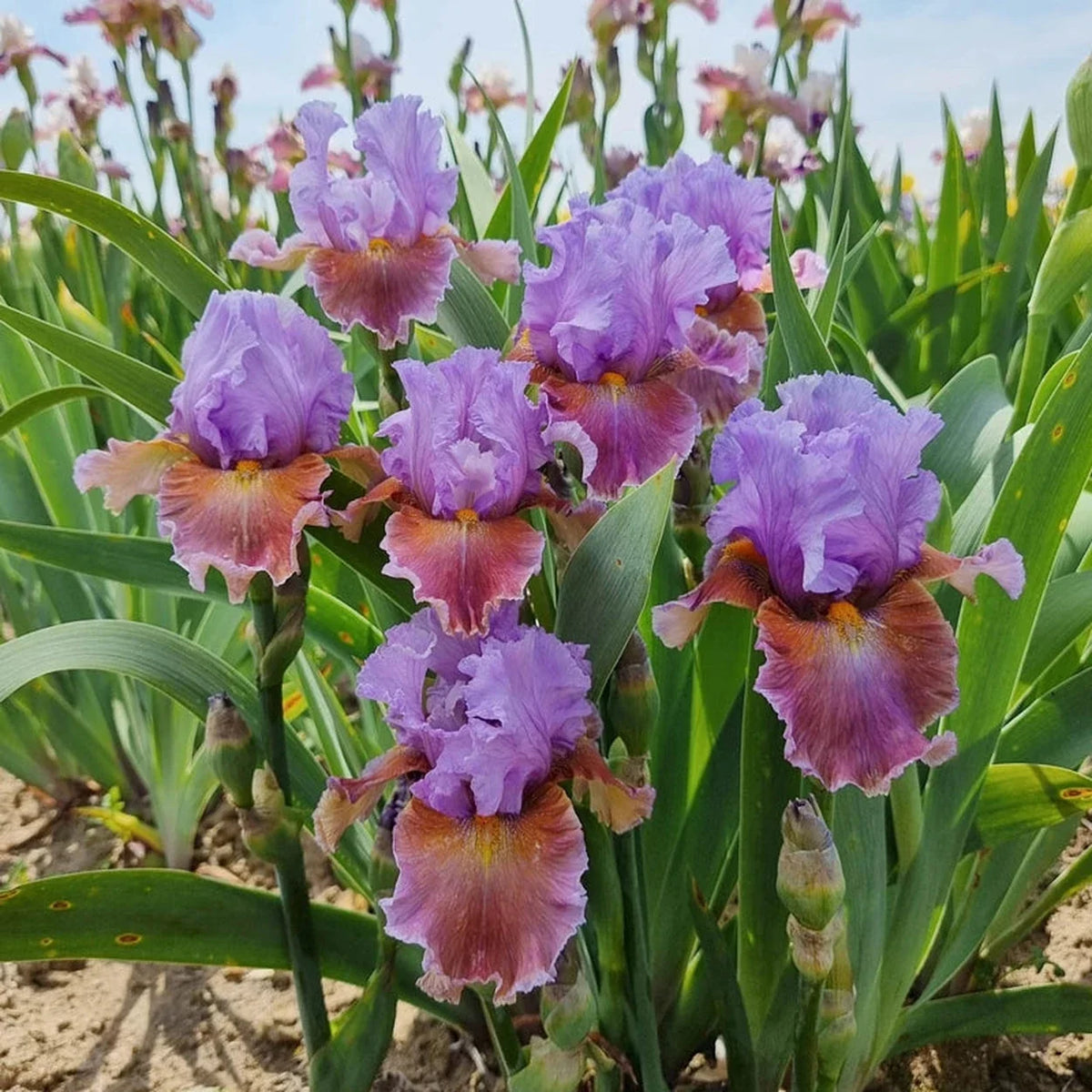 Blue Ignition Bearded Iris