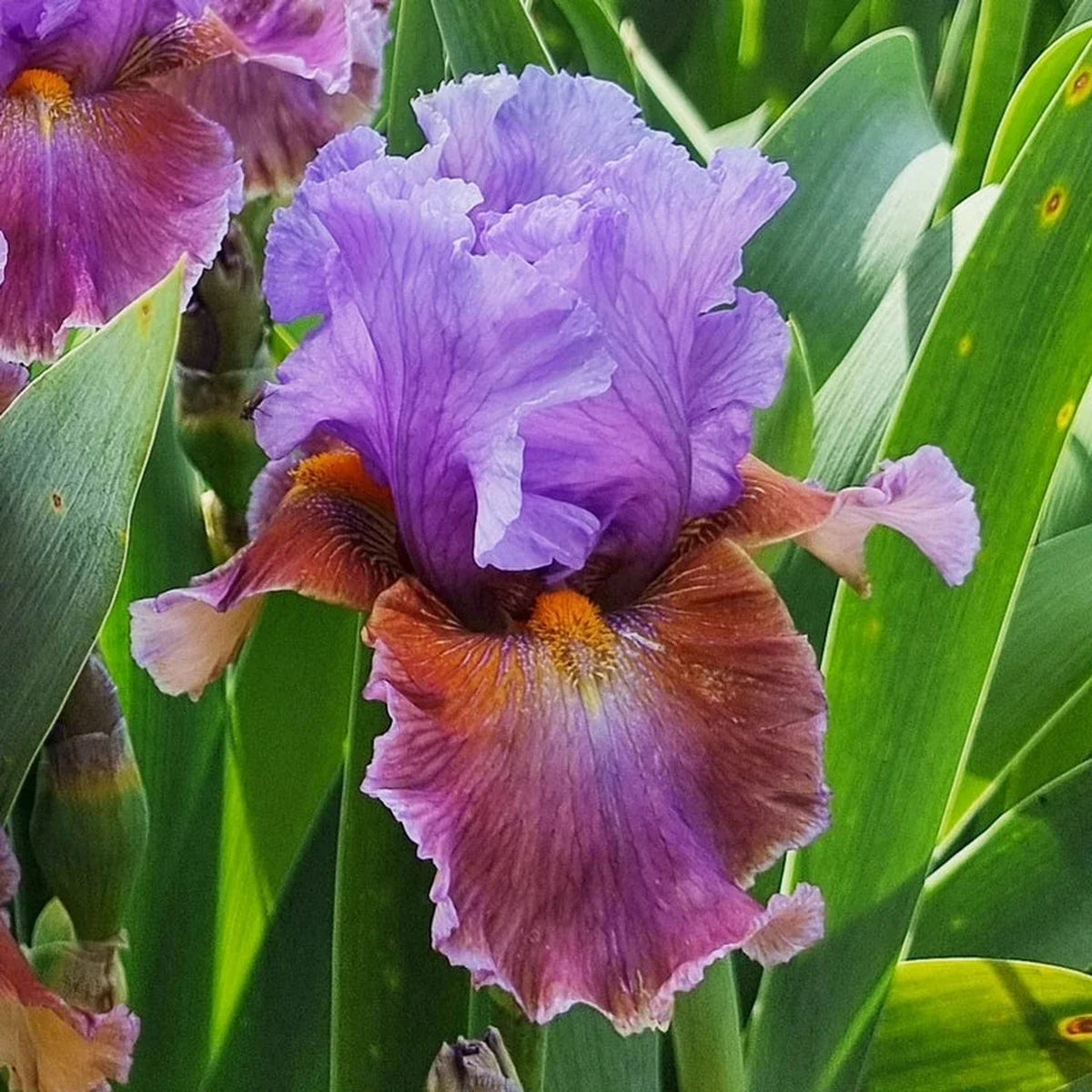 Blue Ignition Bearded Iris