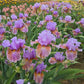 Blue Ignition Bearded Iris