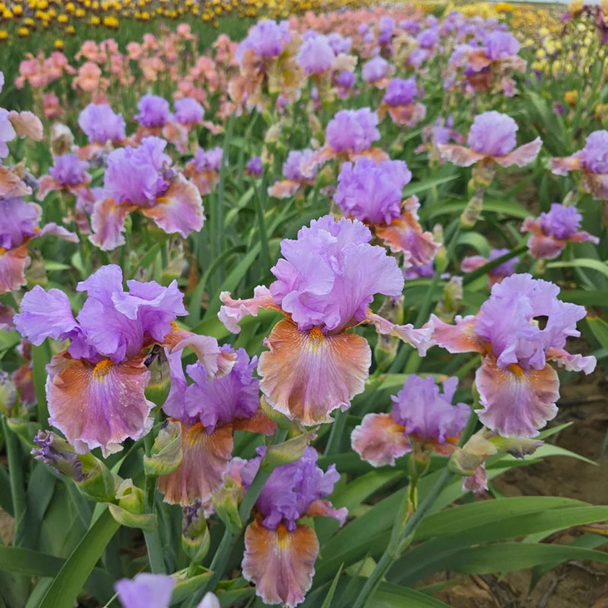 Blue Ignition Bearded Iris