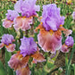 Blue Ignition Bearded Iris