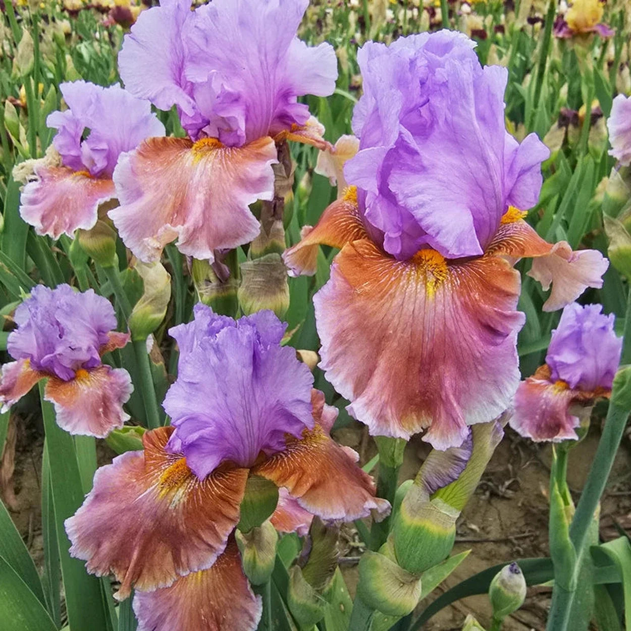 Blue Ignition Bearded Iris