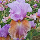 Blue Ignition Bearded Iris