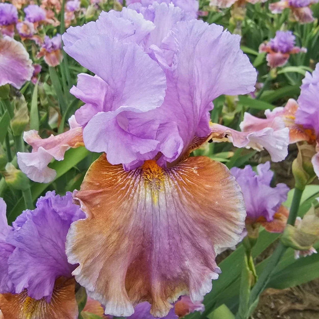 Blue Ignition Bearded Iris