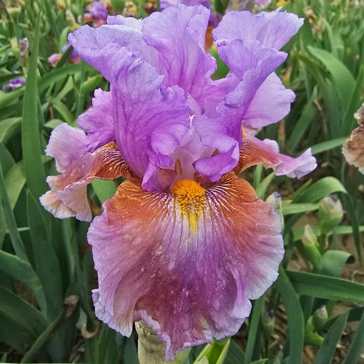 Blue Ignition Bearded Iris