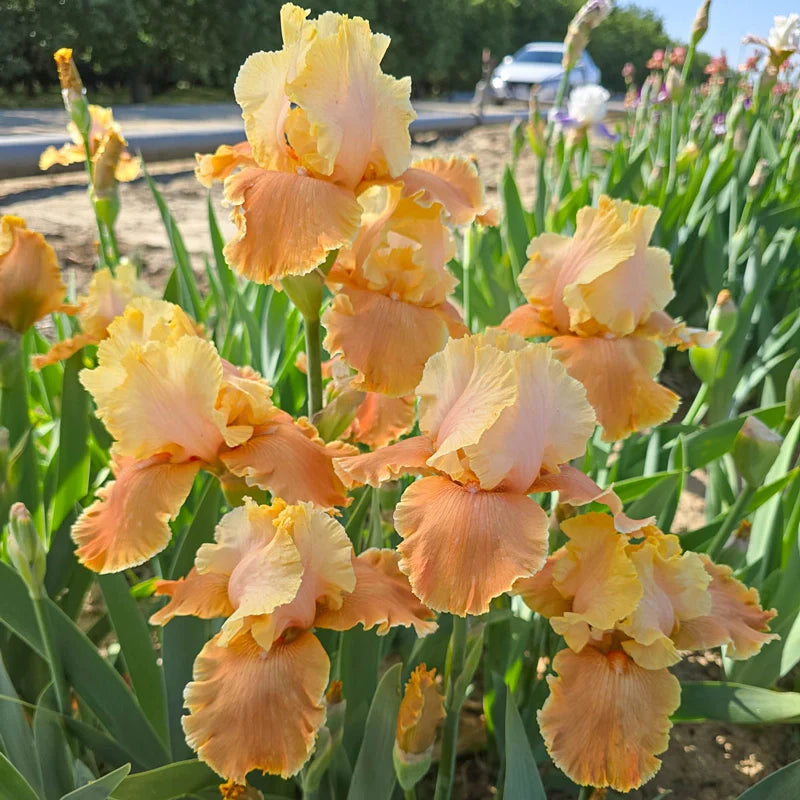 Caramel Latte Reblooming Bearded Iris