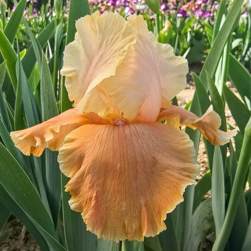 Caramel Latte Reblooming Bearded Iris