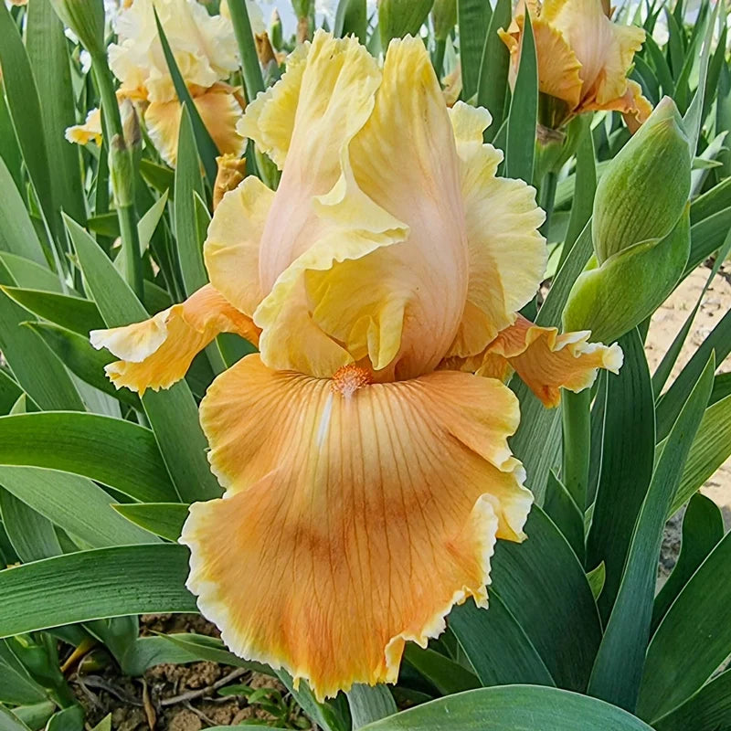 Caramel Latte Reblooming Bearded Iris