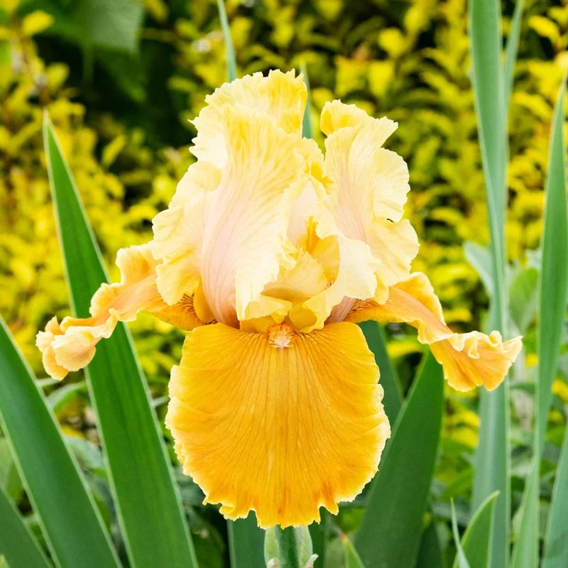 Caramel Latte Reblooming Bearded Iris