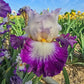Opera Call Bearded Iris