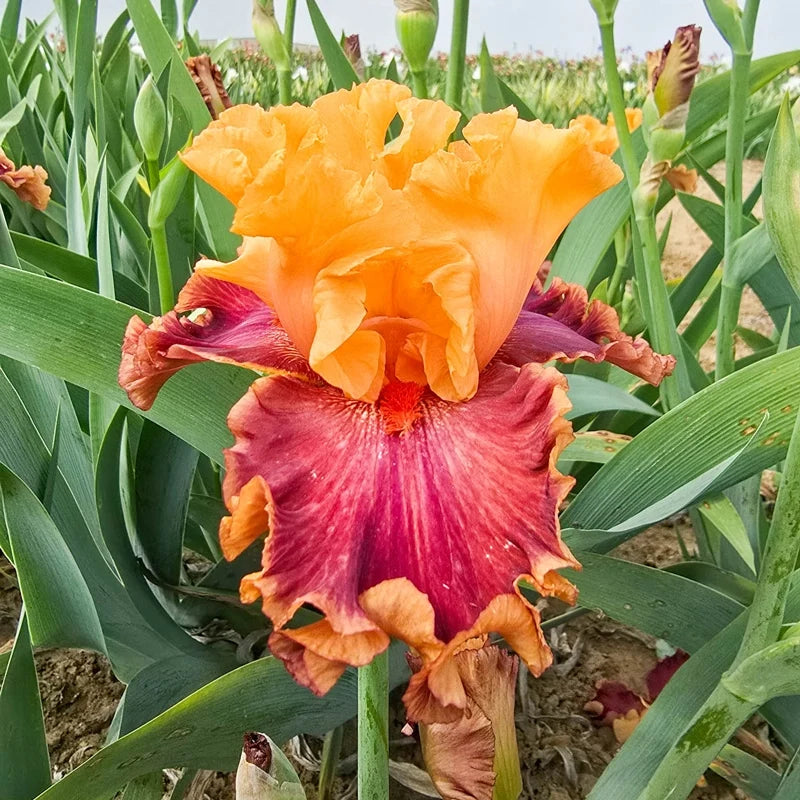 Kaibab Bearded Iris