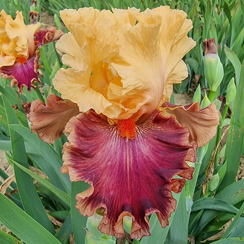 Kaibab Bearded Iris