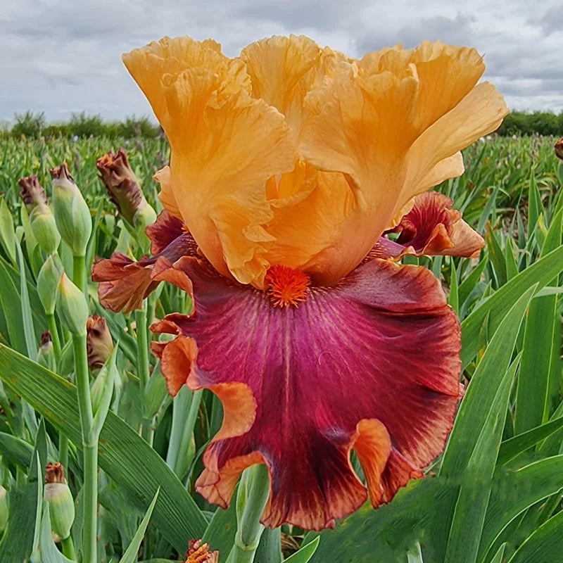 Kaibab Bearded Iris