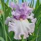 Bolshoi Bearded Iris