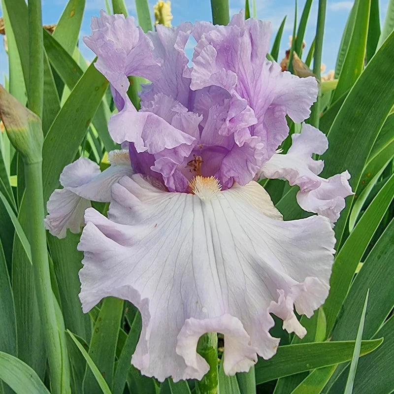 Bolshoi Bearded Iris