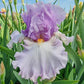 Bolshoi Bearded Iris