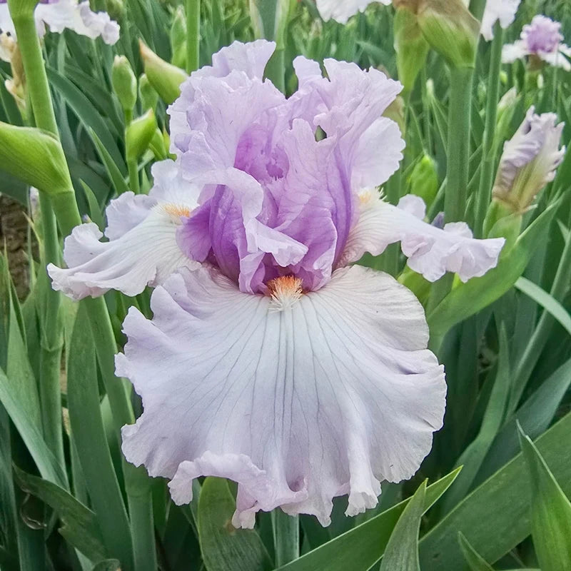 Bolshoi Bearded Iris