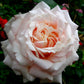 Barbados Rose Seedlings Flower Seeds Perennial Growing Bonsai Corms Tubers Potted Planting Reblooming Fragrant Garden Roots Rhizomes Species Blooms Plant Bulbs Gardening Tree