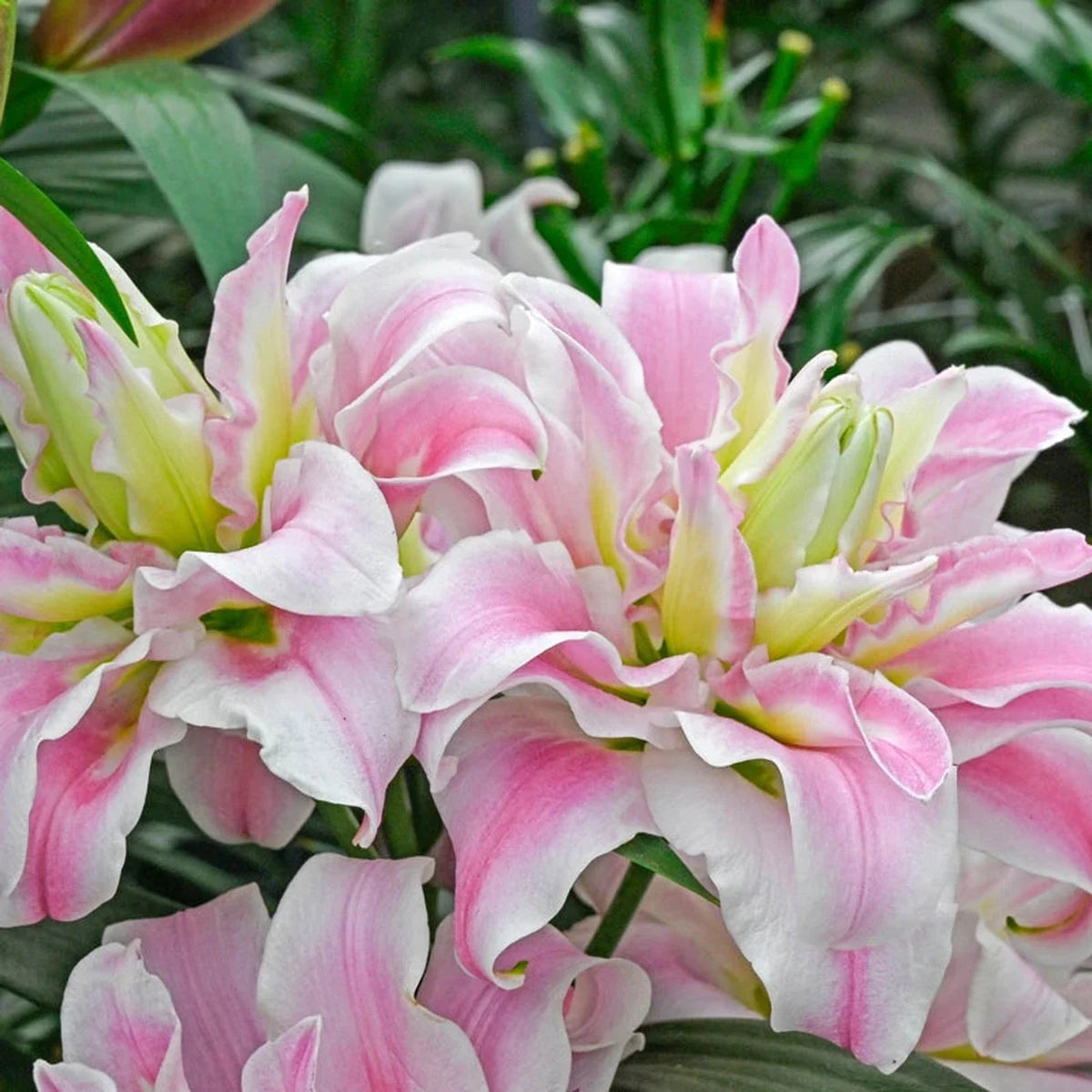 Sweet Rosy Lily
