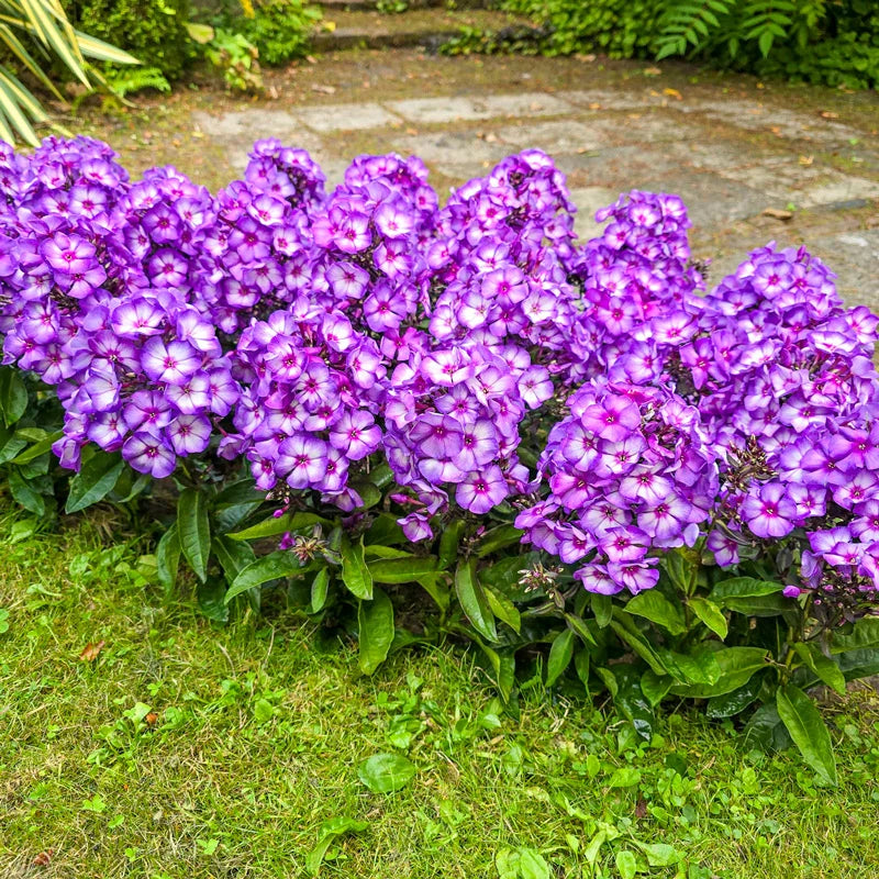Sweet Summer Fantasy Phlox