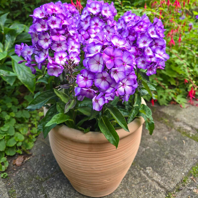 Sweet Summer Fantasy Phlox