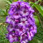 Sweet Summer Fantasy Phlox