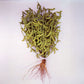 Bean Edamame Karikachi No. 3 Seed
