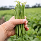 Bean Elegance Seed