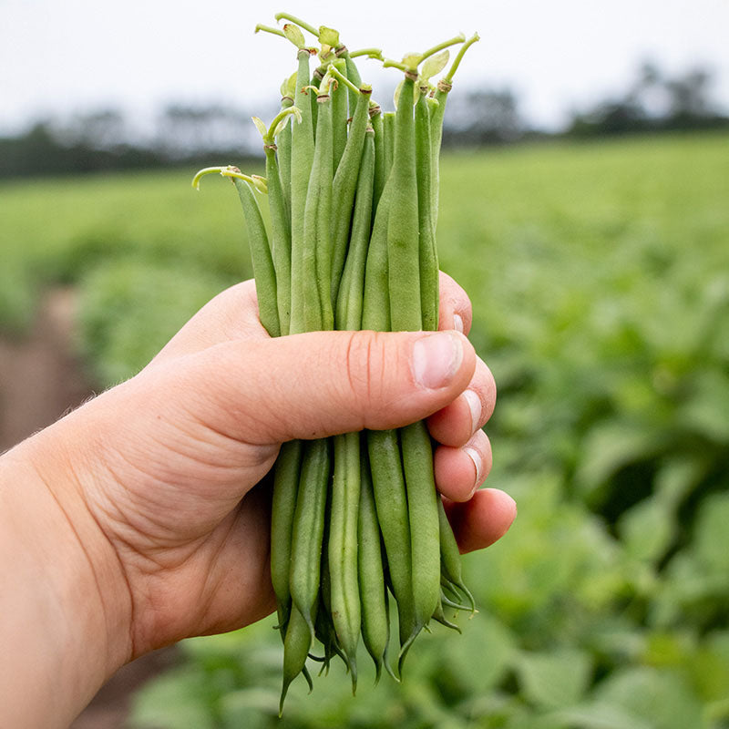 Bean Elegance Seed
