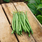 Bean Elegance Seed