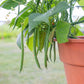 Bean Elegance Seed