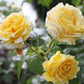 Scouts Honour Rose Seedlings Flower Seeds Perennial Growing Bonsai Corms Tubers Potted Planting Reblooming Fragrant Garden Roots Rhizomes Species Blooms Plant Bulbs Gardening Tree