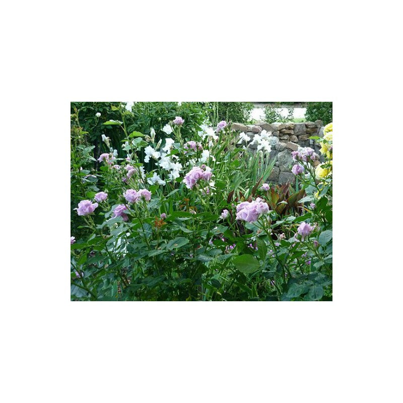 Climbing Rose Light Blue Seedlings Flower Seeds Perennial Growing Bonsai Corms Tubers Potted Planting Reblooming Fragrant Garden Roots Rhizomes Species Blooms Plant Bulbs Gardening Tree