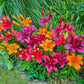 Fiery Temper Carpet Border Lily  Mixture