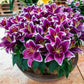 Sunny Keys Oriental Carpet Border Lily