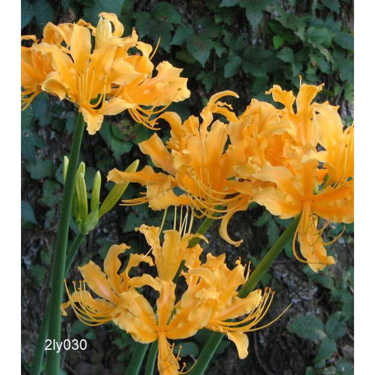 Aurea Lycoris Spider Lilies Bulbs Radiata Hurricane Lily Cluster Amayllis Growing Bonsai Roots Rhizomes Corms Tubers Potted Planting Reblooming Fragrant Garden Species Blooms Flower Seeds Plant Gardening