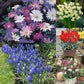 Spring Rockery Bulb Collection Narcissus Bulbs Blooms Species Growing Bonsai Roots Rhizomes Corms Tubers Potted Planting Reblooming Fragrant Garden Flower Seeds Plan