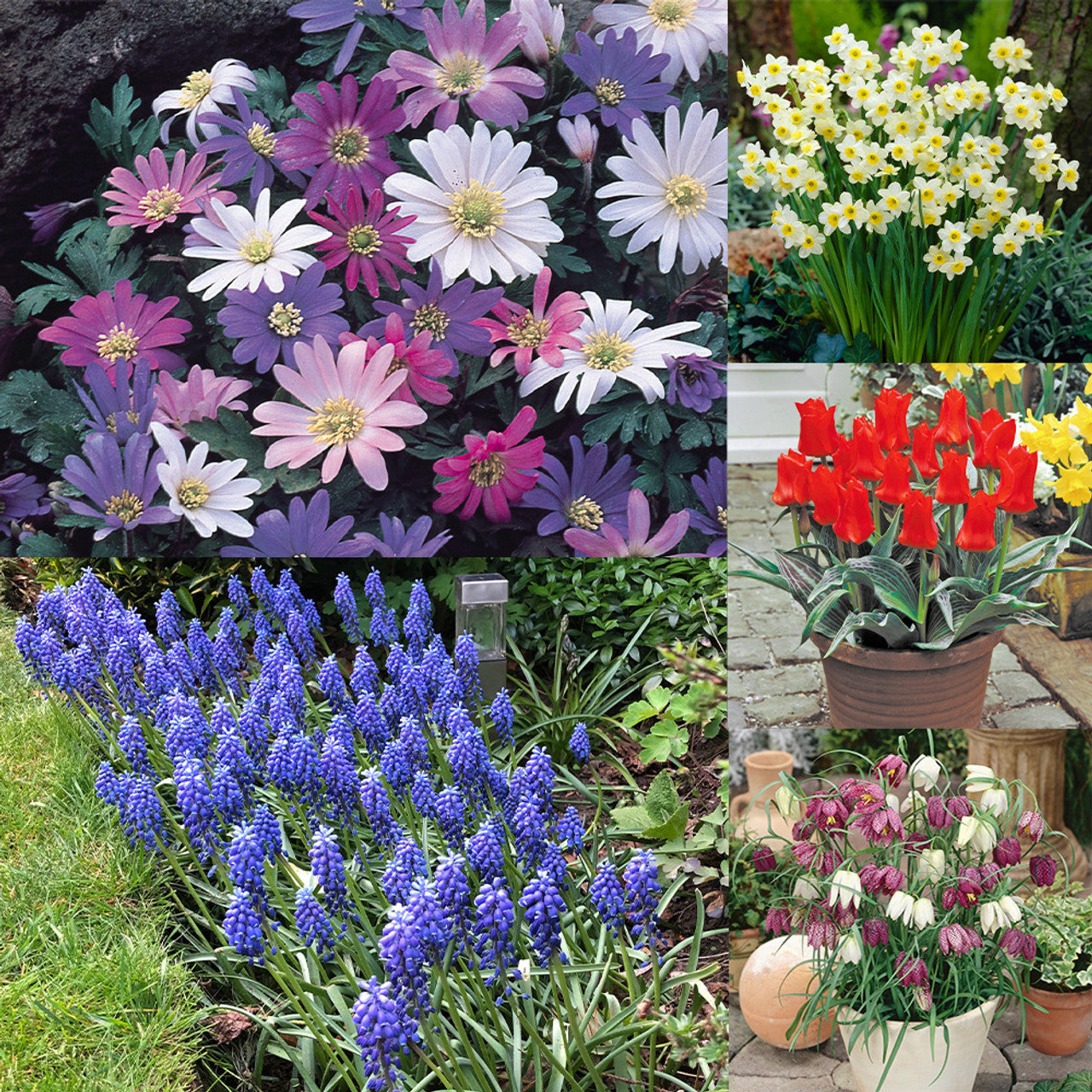 Spring Rockery Bulb Collection Narcissus Bulbs Blooms Species Growing Bonsai Roots Rhizomes Corms Tubers Potted Planting Reblooming Fragrant Garden Flower Seeds Plan
