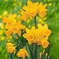 All-Season Award Winning Daffodil Collection