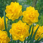 All-Season Award Winning Daffodil Collection