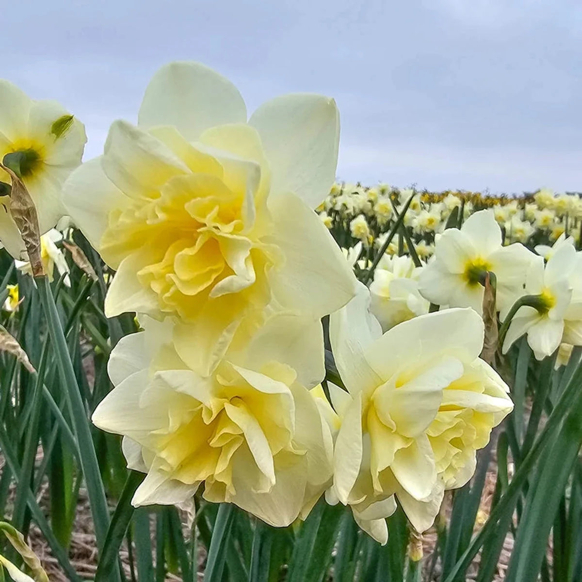 Little Kiwi Daffodil