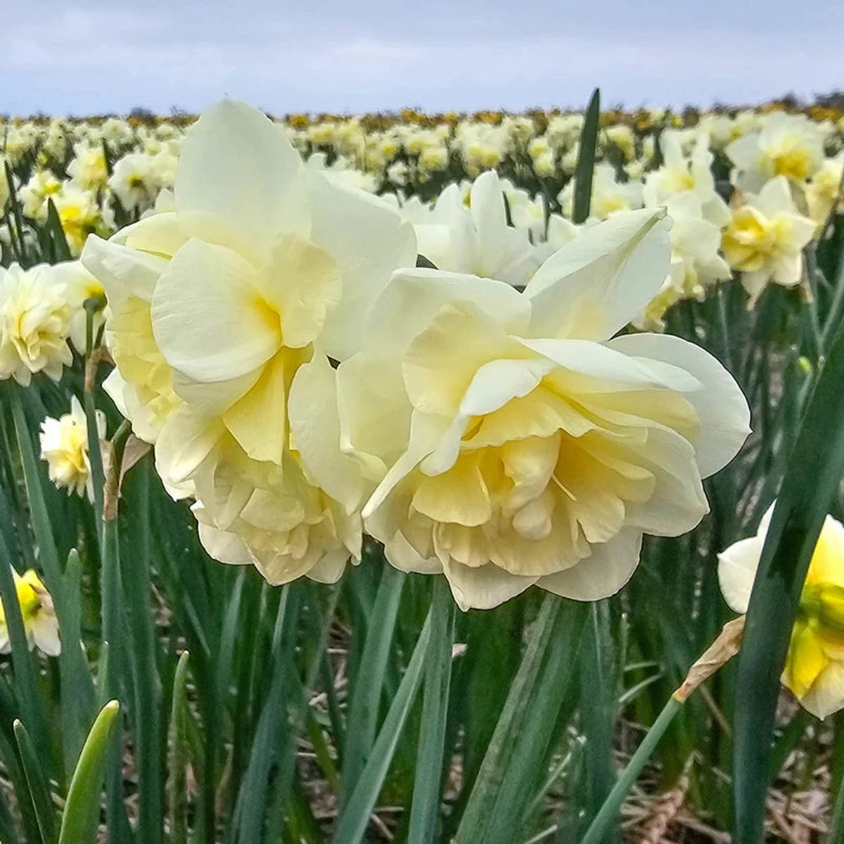 Little Kiwi Daffodil