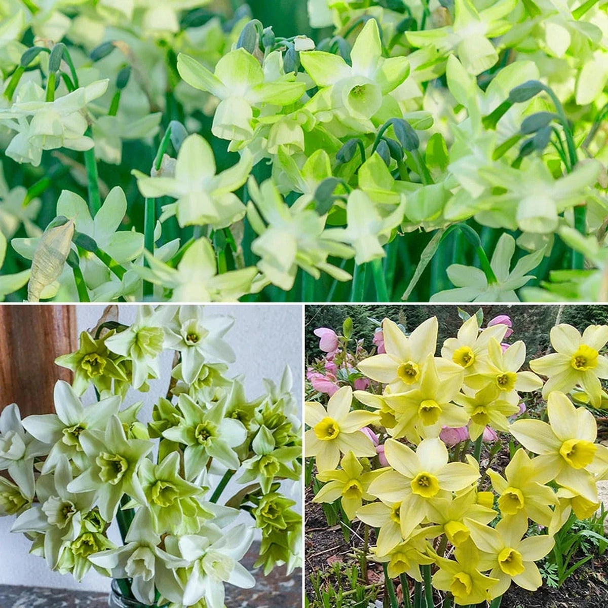 Green Daffodil Collection